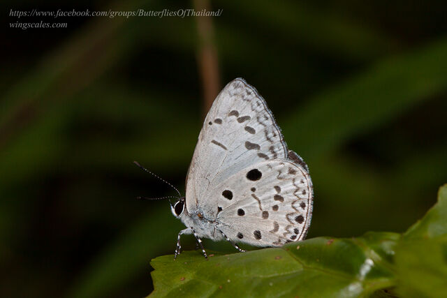 Acytolepis puspa lambi