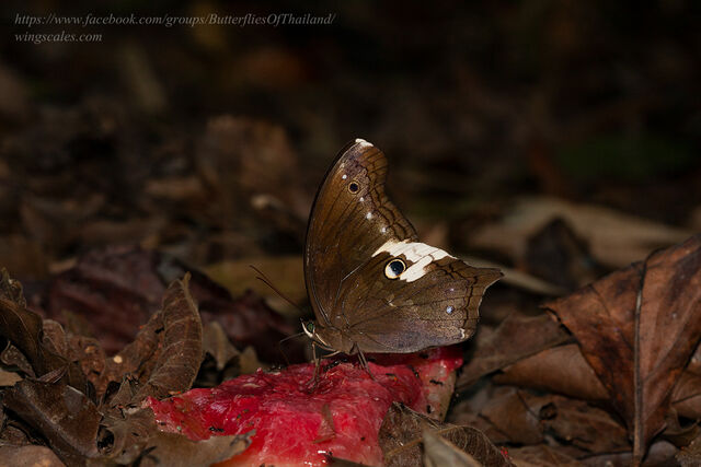 Neorina lowii neophyta