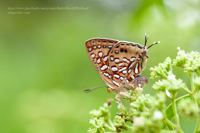 Spindasis vixinga davidsoni