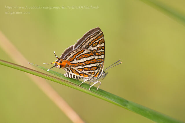 Spindasis vulcanus tavoyanus