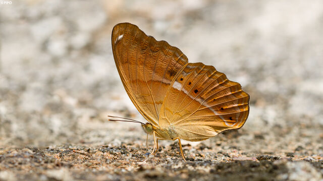 Cirrochroa emalea emalea