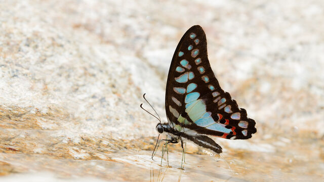 Graphium evemon eventus