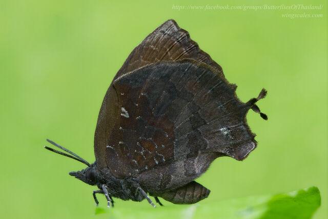 Mahathala ameria ameria