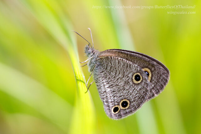 Ypthima norma burmana