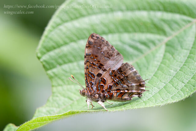 Catapaecilma major emas