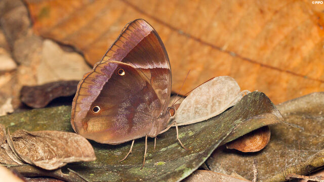 Thaumantis klugius lucipor