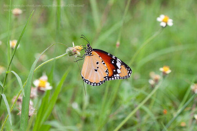 Danaus chrysippus chrysippus