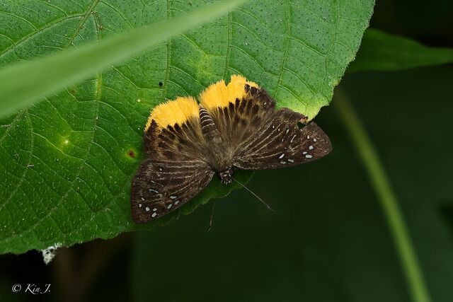 Mooreana trichoneura trichoneura