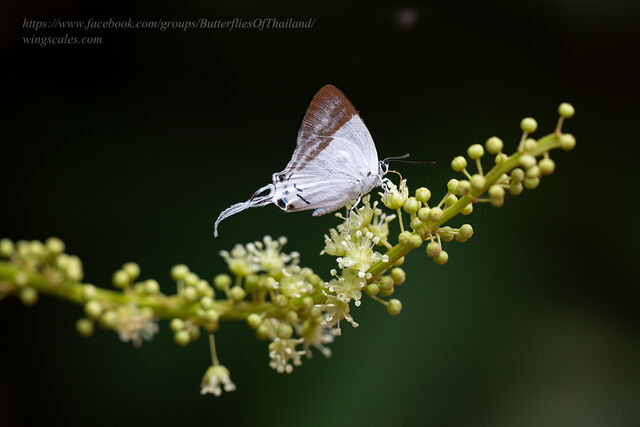 Neocheritra fabronia fabronia