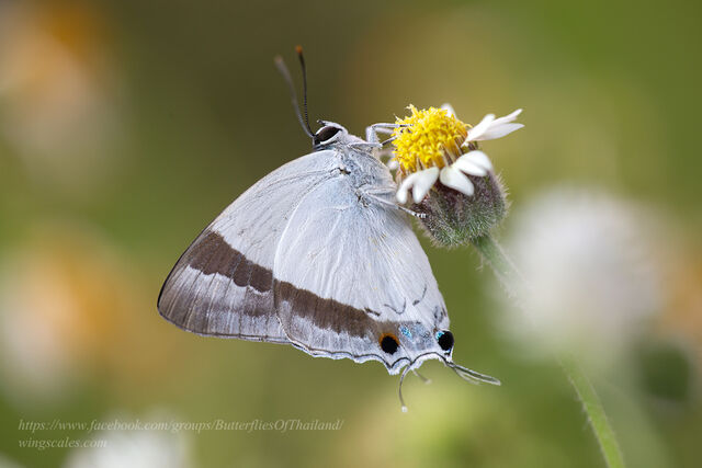 Rachana jalindra indra
