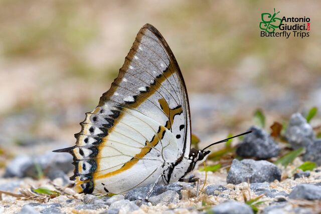 Polyura eudamippus giudicii