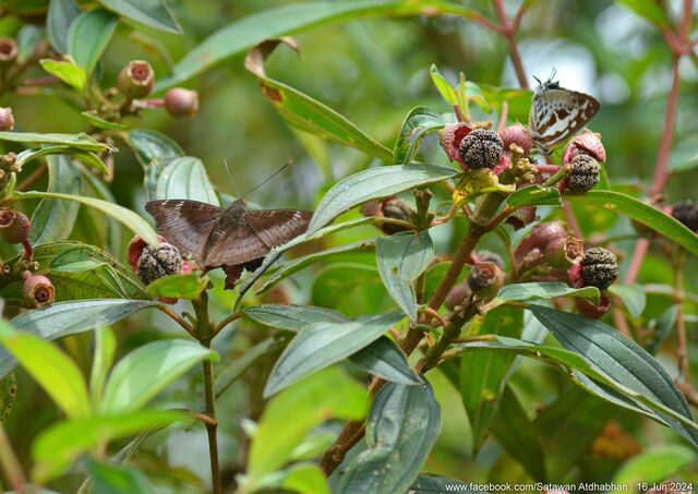 Euthalia tinna paupera