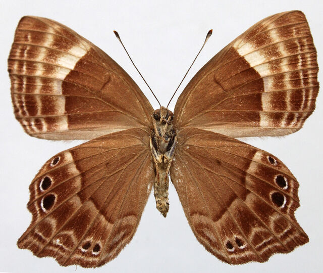 Abisara bifasciata angulata