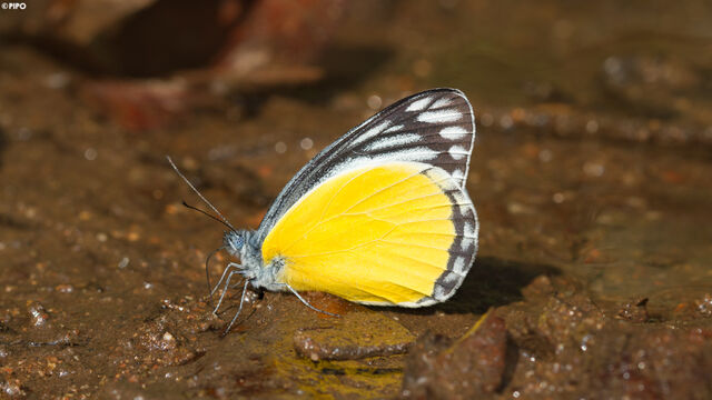 Delias agostina agostina