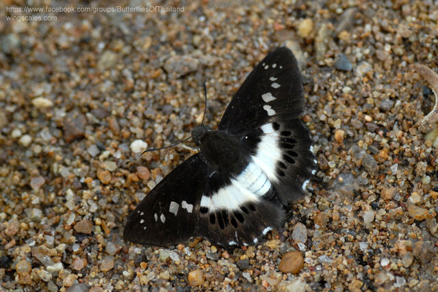 Seseria sambara indosinica