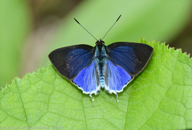 Sinthusa malika amata