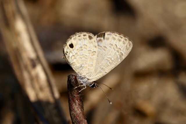 Prosotas lutea sivoka