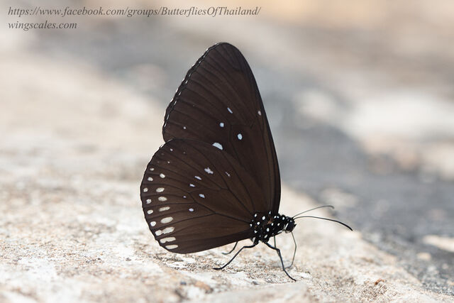 Euploea modesta modesta