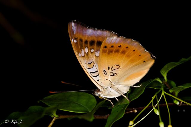 Euthalia aconthea garuda