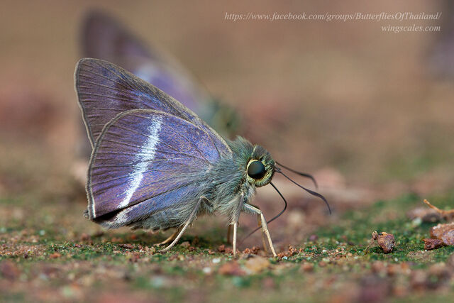 Hasora taminatus bhavara
