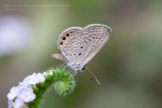 Freyeria trochylus orientalis
