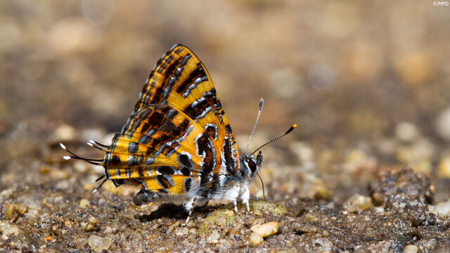 Catapaecilma subochrea