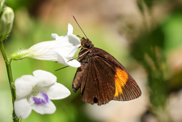 Koruthaialos sindu sindu