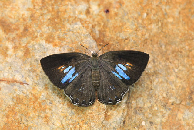 Poritia manilia evansi