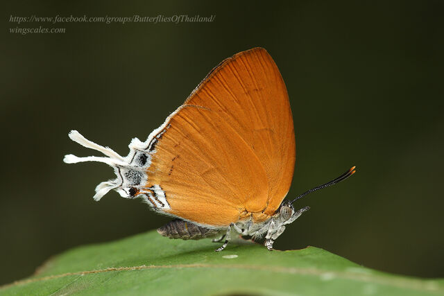 Thamala marciana marciana