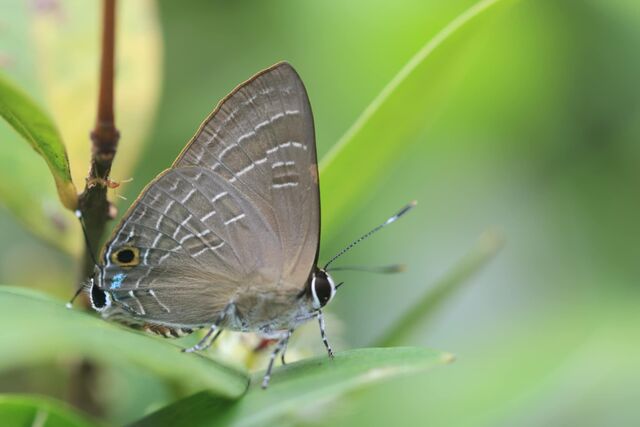 Deudorix epijarbas epijarbas