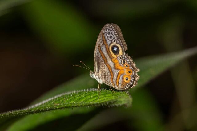 Erites argentina delia