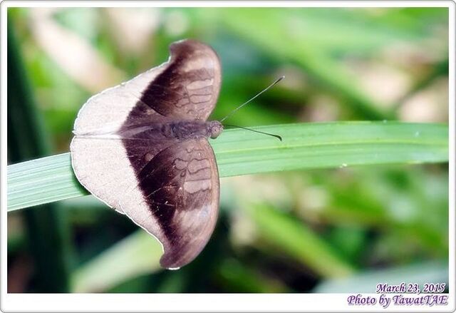 Cynitia cocytus ambrysus