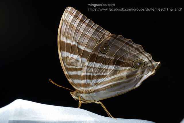 Amathusia phidippus phidippus