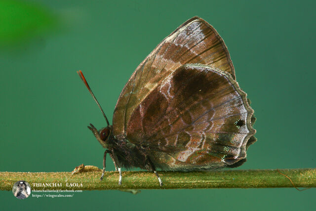 Flos anniella yunnanensis