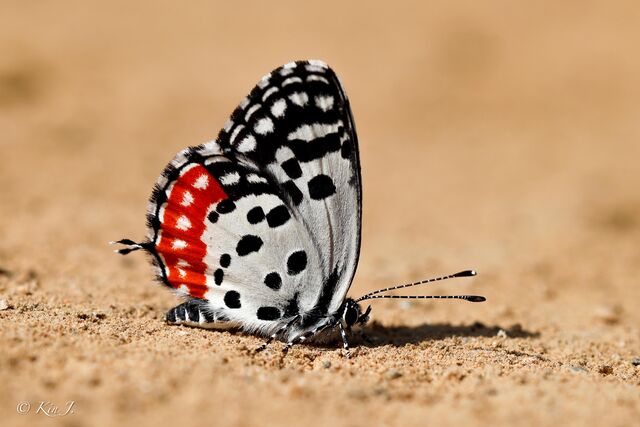 Talicada nyseus burmana