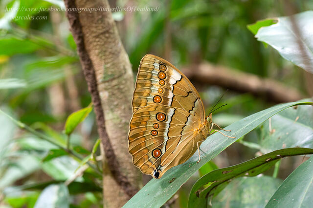 Stichophthalma mathilda ssp.