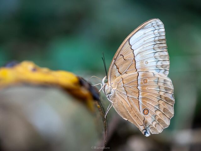 Stichophthalma louisa louisa