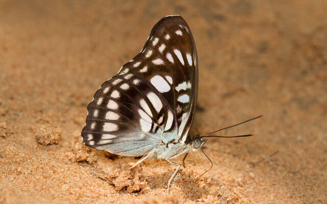 Athyma ranga obsolescens