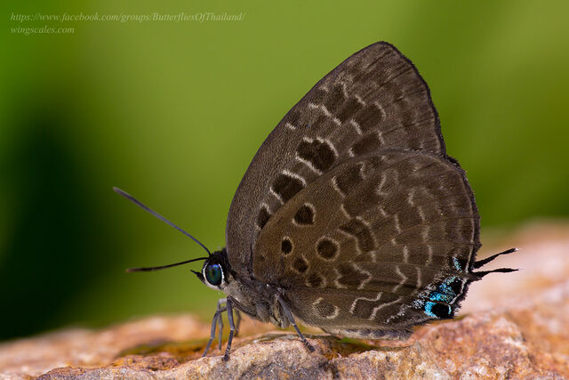 Arhopala horsfieldi basiviridis