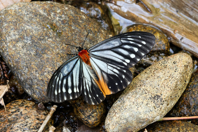 Calinaga brahma sudassana
