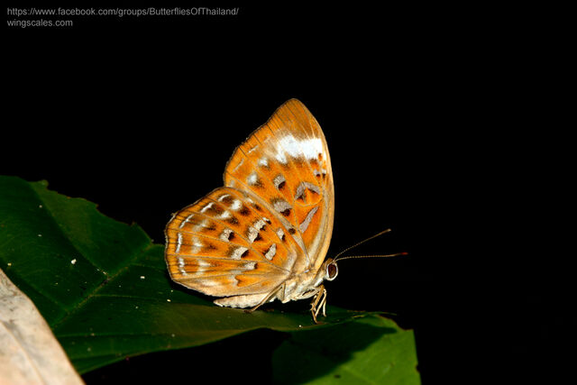 Taxila haquinus fasciata