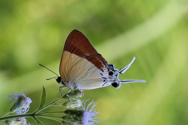 Charana mandarina splendida