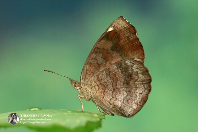 Ariadne merione tapestrina