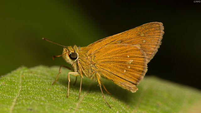 Polytremis lubricans lubricans