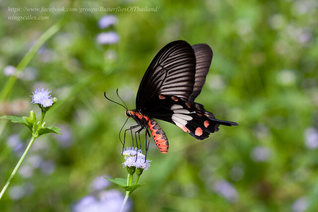 Pachliopta aristolochiae goniopeltis