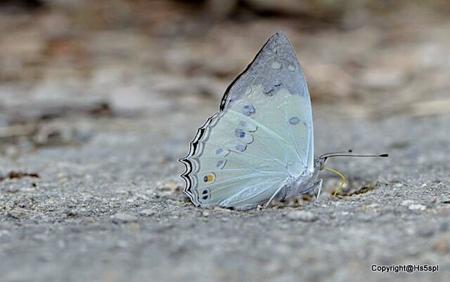 Helcyra hemina hemina