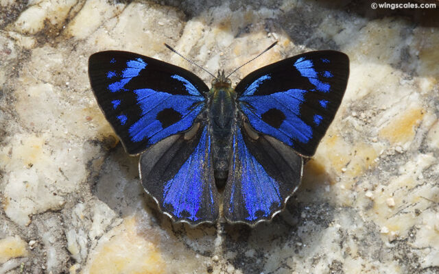 Poritia erycinoides elsiei