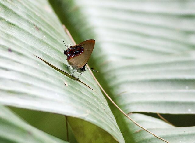 Semanga superba siamensis