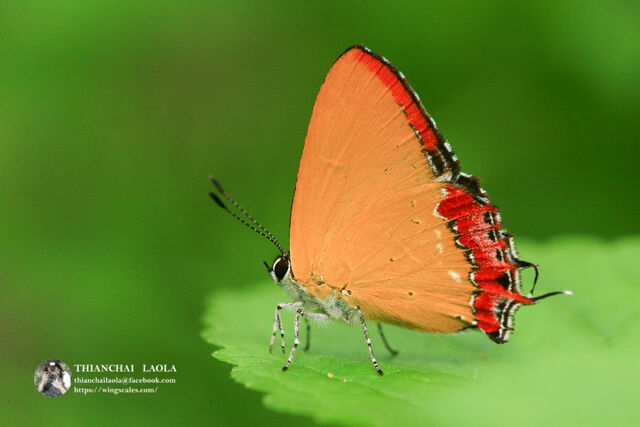 Heliophorus ila nolus