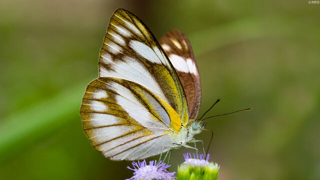 Appias olferna olferna